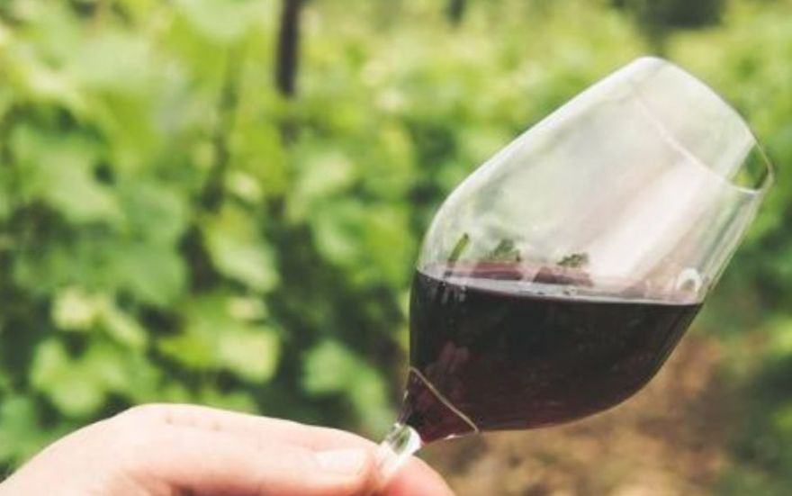 Descobrindo o Pinot Noir: Um Guia para Entusiastas do Vinho