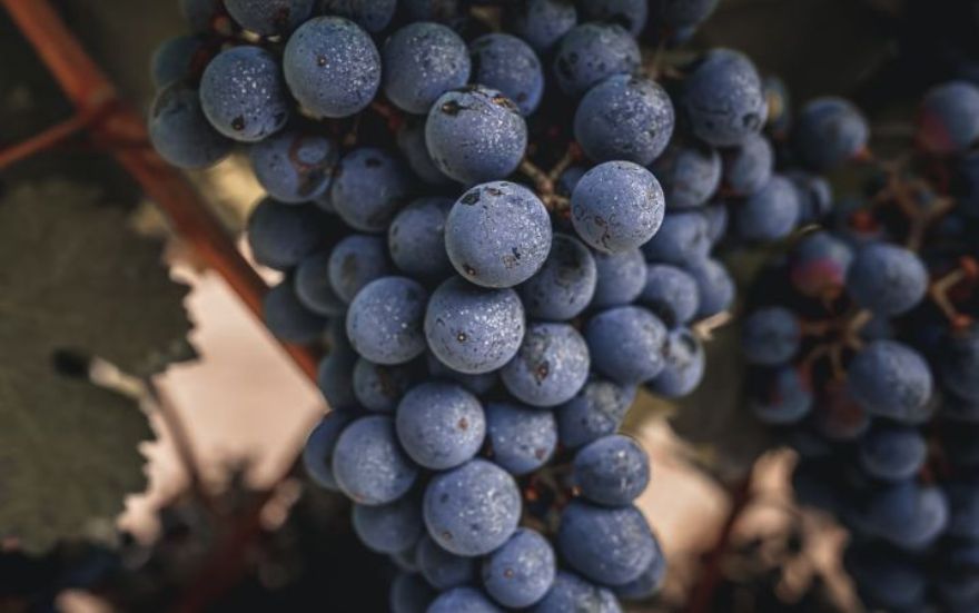 Tudo Sobre a Cepa Malbec: História, Características e Harmonização