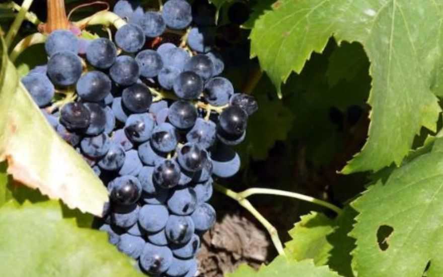 Tudo Sobre o Cabernet Sauvignon: O Rei das Uvas Tintos